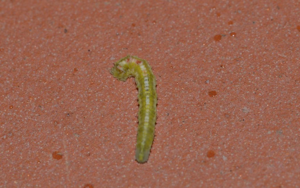 Larva di Surphidae da confermare